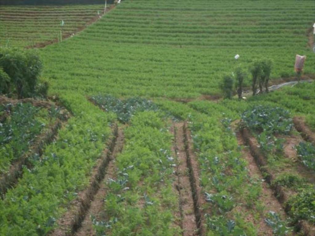 Mount View Cottage Nuwara Eliya Ngoại thất bức ảnh